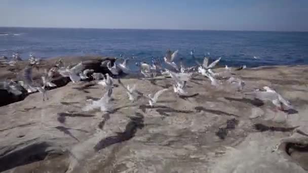 Slow motion-video. Många måsar flyger iväg mot havet. — Stockvideo
