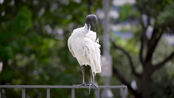 Hermoso ibis con cabeza negra y plumas blancas . — Vídeos de Stock