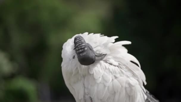 Hermoso ibis con cabeza negra y plumas blancas . — Vídeo de stock