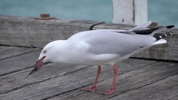 Il gabbiano divertente prova a mangiare il pesce asciugato . — Video Stock