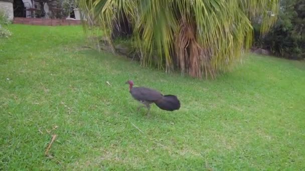 Das Stadtrebhuhn läuft auf dem grünen Rasen. Lustiger dunkler Vogel. — Stockvideo