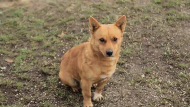 Perro pelirrojo, perro pequeño — Vídeos de Stock