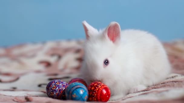 Weißes Kaninchen auf brauner Decke im Bett mit Ostereiern — Stockvideo