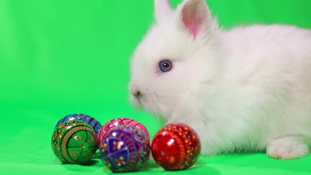 Malý králík s velikonoční vejce izolované na zeleném pozadí