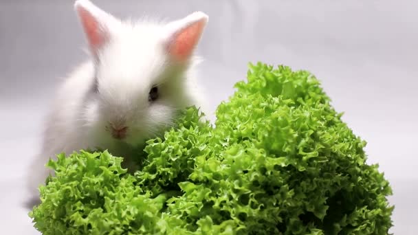Mały królik jedzący liście sałatki. — Wideo stockowe