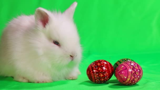 Piccolo coniglio pasquale con uova di Pasqua su sfondo verde . — Video Stock