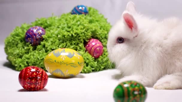 Conejo blanco sobre fondo blanco con huevos de Pascua — Vídeos de Stock