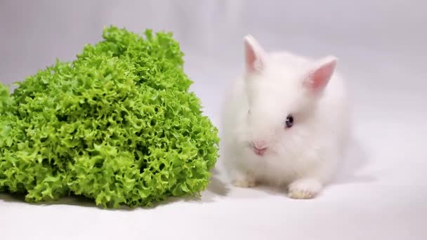 Witte konijnen eten salade bladeren — Stockvideo