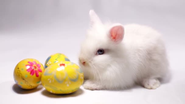 Liten kanin med påskägg på vit bakgrund. — Stockvideo