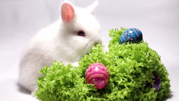 Salad leaves and rabbit with Easter eggs — Stock Video