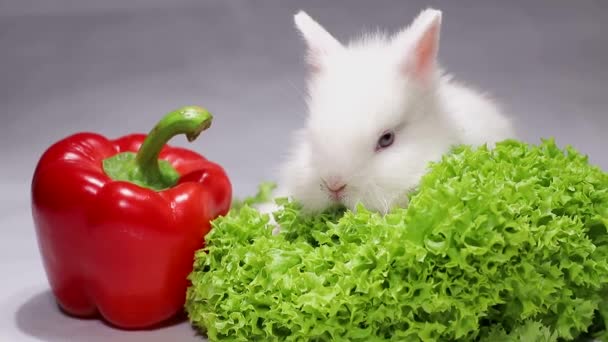 Vacker kanin med röd paprika — Stockvideo