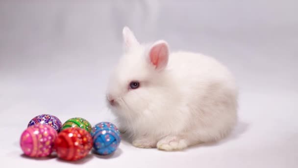Wielkanocny biały królik na białym tle z pisankami. — Wideo stockowe