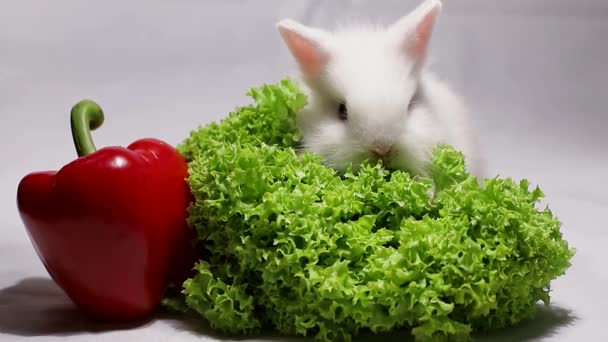 Bonito coelho bonito com pimenta vermelha — Vídeo de Stock