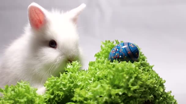 Saladebladeren en konijn met paaseieren — Stockvideo
