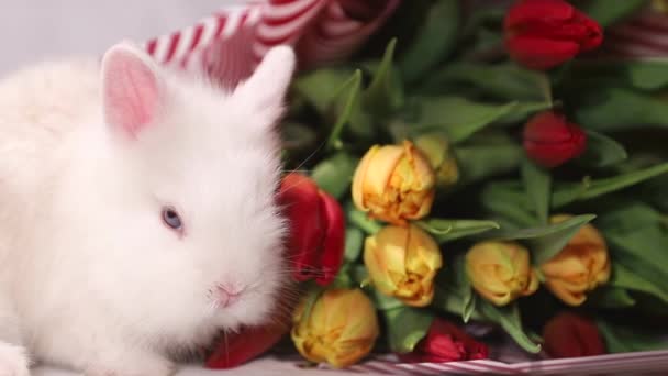 Biały królik z kwiatami — Wideo stockowe