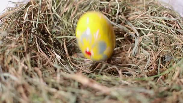 Primer plano y recogida de huevos de gallina — Vídeo de stock