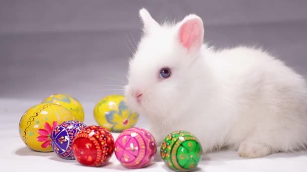 Wielkanocny biały królik na białym tle z pisankami. — Wideo stockowe