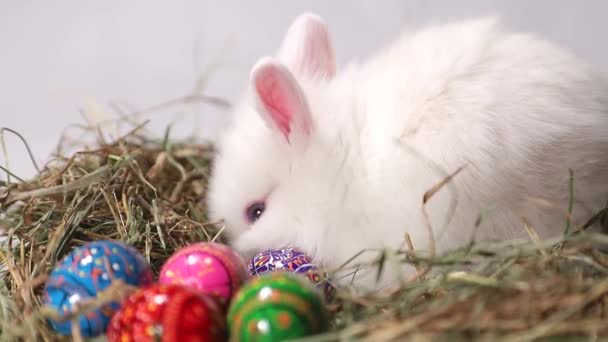 Un coniglio bianco siede vicino a un nido di paglia con uova di Pasqua . — Video Stock