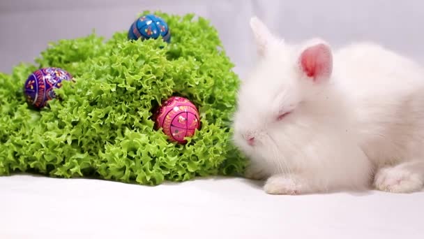Кролик з салатом і великодніми яйцями — стокове відео