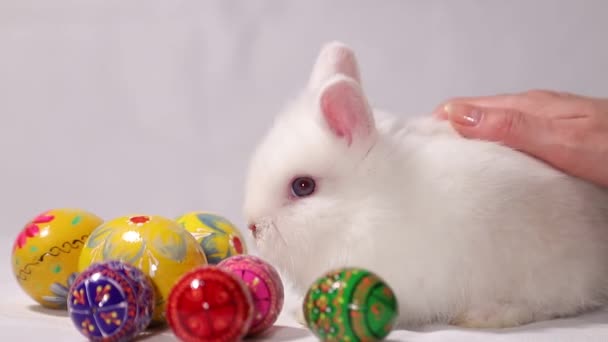 Красивий кролик з червоним перцем — стокове відео