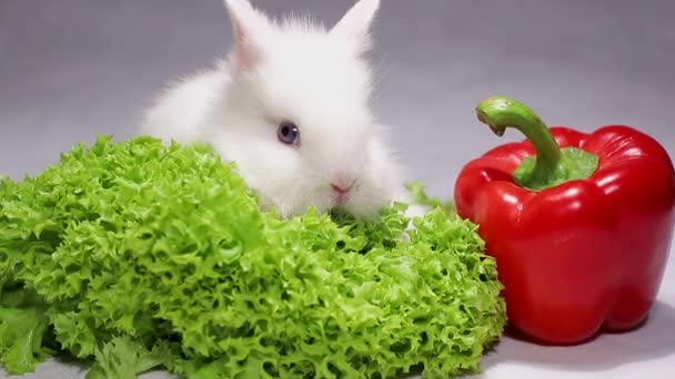Bonito coelho bonito com pimenta vermelha — Vídeo de Stock