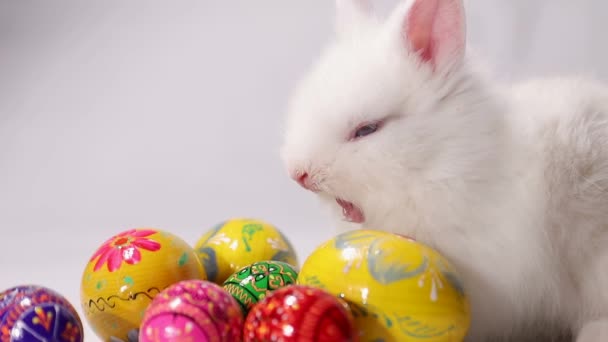 Μικρό κουνέλι με χρωματιστά πασχαλινά αυγά σε λευκό φόντο. — Αρχείο Βίντεο
