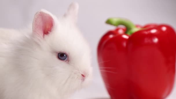 Vit kanin på en vit bakgrund med röd paprika — Stockvideo