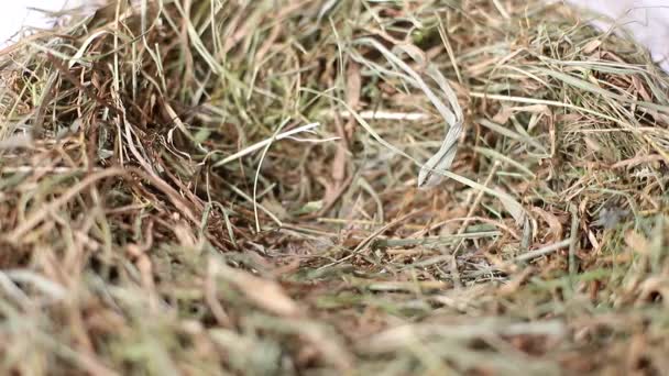 Sluitingen en verzamelen van kippeneieren — Stockvideo