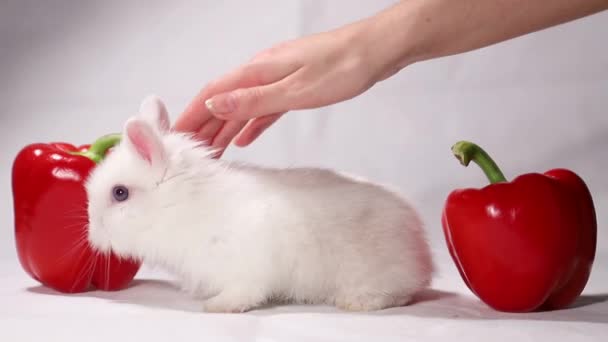 Chlupatý bílý domácí králík. Samičí tahy rukou králík. — Stock video