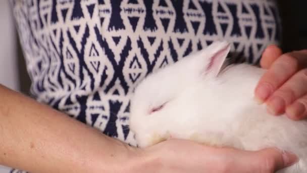 Little fluffy rabbit lies on the girl's hands — Stock Video