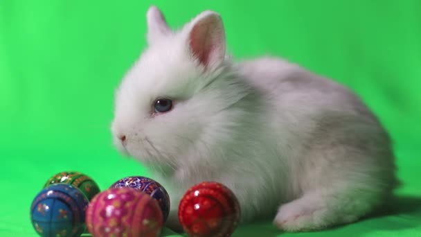 Fehér kis húsvéti nyúl színes húsvéti tojásokkal — Stock videók