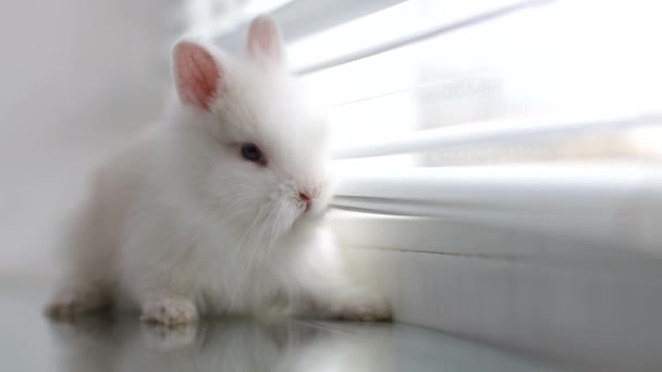 Weißes Kaninchen auf der Fensterbank auf dem Jalousiehintergrund — Stockvideo