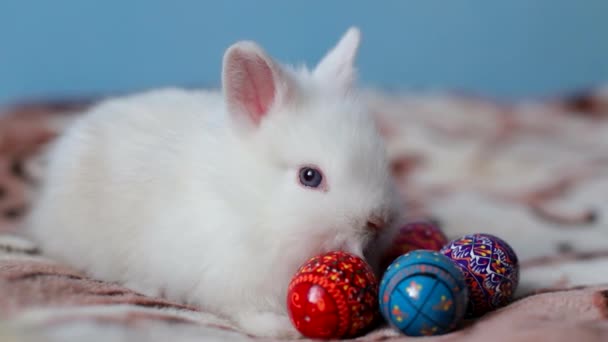 Divertente coniglietto bianco che dorme su una coperta a letto con uova di Pasqua — Video Stock