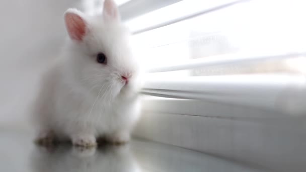 Een wit konijn zit op een vensterbank. — Stockvideo