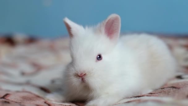 침대에서 담요 위에서 자고 있는 웃긴 흰 토끼. — 비디오
