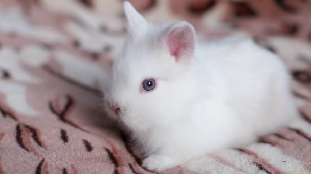 Il coniglio bianco è sdraiato sul letto e riposa — Video Stock