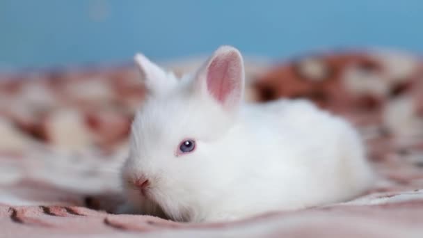 白いウサギがベッドの上に横になって休んでいる — ストック動画