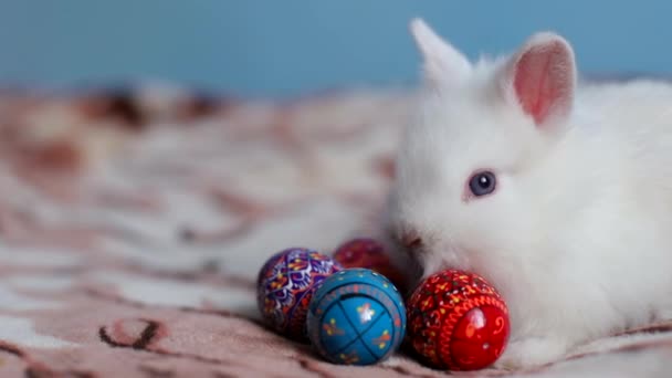 Белый кролик лежит на кровати с разноцветными яйцами — стоковое видео