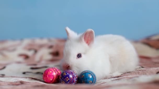 White rabbit lying on a bed with colorful eggs — Stock Video