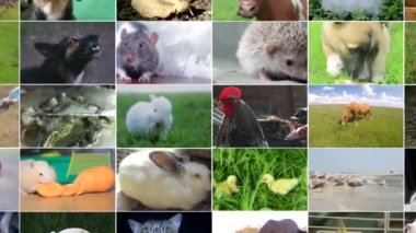 Vahşi yaşam görüntülerinin video düzenlemesi, farklı hayvan ve kuşların videoları, Full HD kolajı