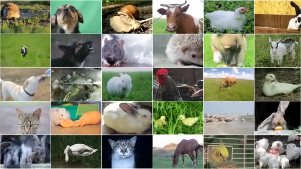 Viele Videoaufnahmen Von Verschiedenen Tieren Und Vögeln Full Collage — Stockvideo