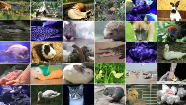 Muchas Imágenes Vídeo Varios Animales Aves Full Collage — Vídeo de stock