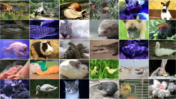 様々な動物や鳥の多くのビデオ映像 フルHdコラージュ — ストック動画