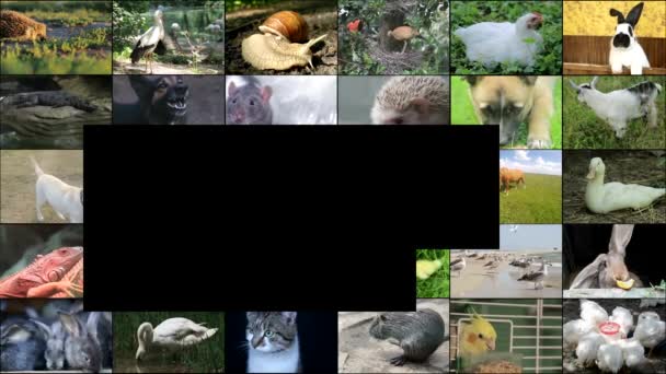 Montage Vidéo Séquences Animalières Nombreuses Vidéos Animaux Oiseaux Différents Collage — Video