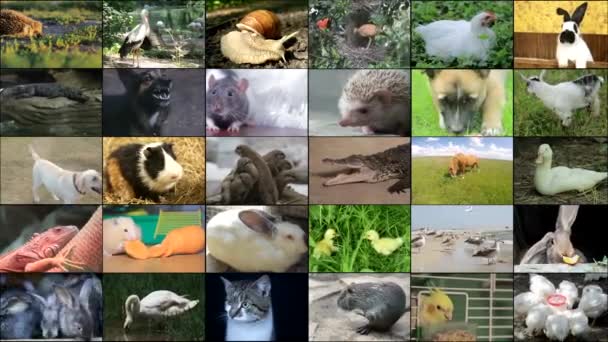 Viele Videoaufnahmen Von Verschiedenen Tieren Und Vögeln Full Collage — Stockvideo