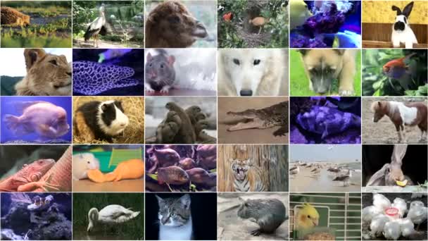 Videó szerkesztése vadon élő állatok és madarak, sok videó a különböző állatok és madarak, Full HD kollázs