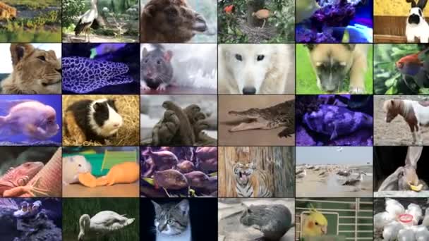 Video střih volně žijících živočichů, mnoho videí různých zvířat a ptáků, Full HD koláž