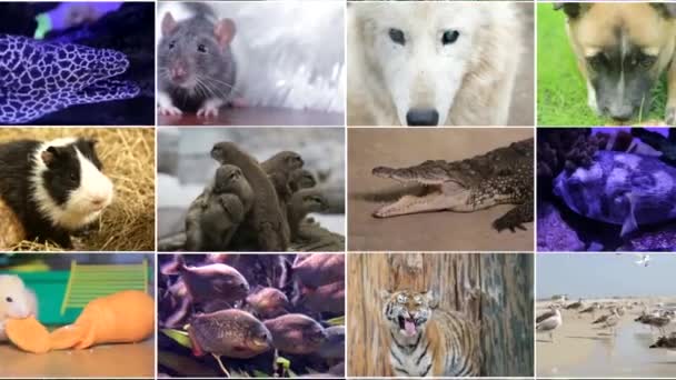 野生动物视频编辑 许多不同动物和鸟类的视频 全高清拼贴 — 图库视频影像