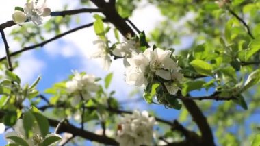 Çiçek açmış elma dalı. Ağaçların bahar rengi, yavaş çekim