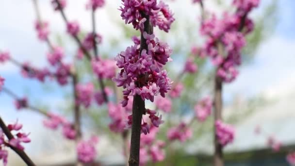 Manzano de flor roja. Árboles de primavera, cámara lenta — Vídeo de stock